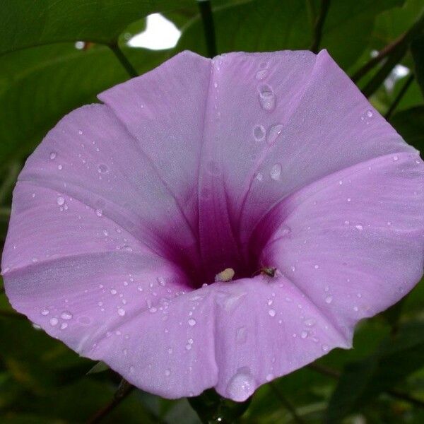 Ipomoea tiliacea Flors