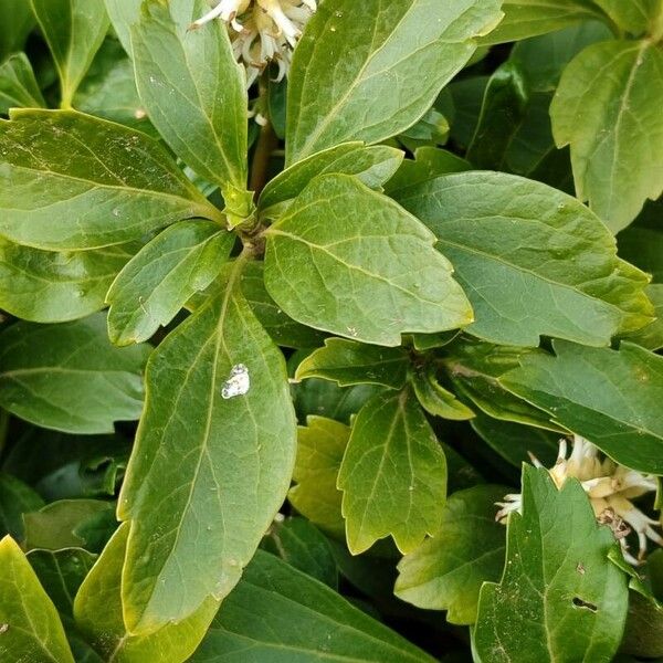 Pachysandra terminalis 叶