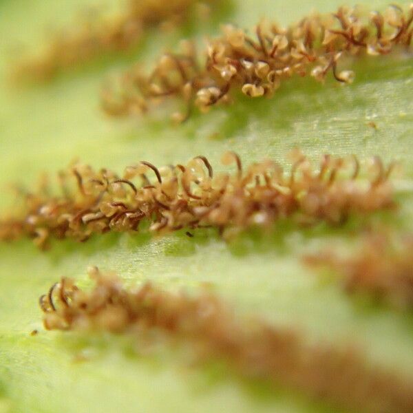 Asplenium buettneri Blad