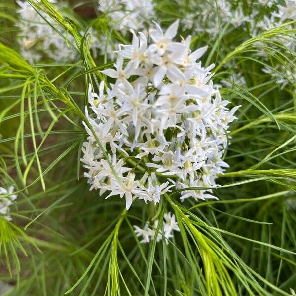 Amsonia hubrichtii Кветка