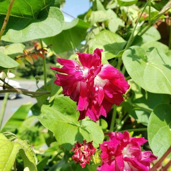 Ipomoea nil Flor