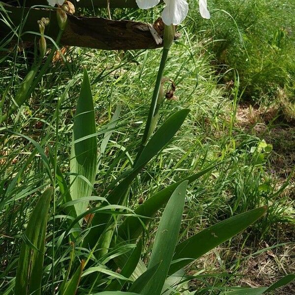 Iris albicans Хабит