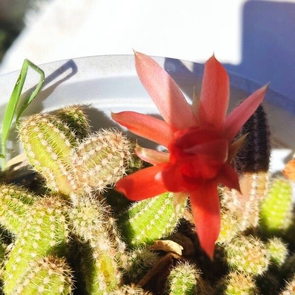 Chamaecereus silvestrii Flower