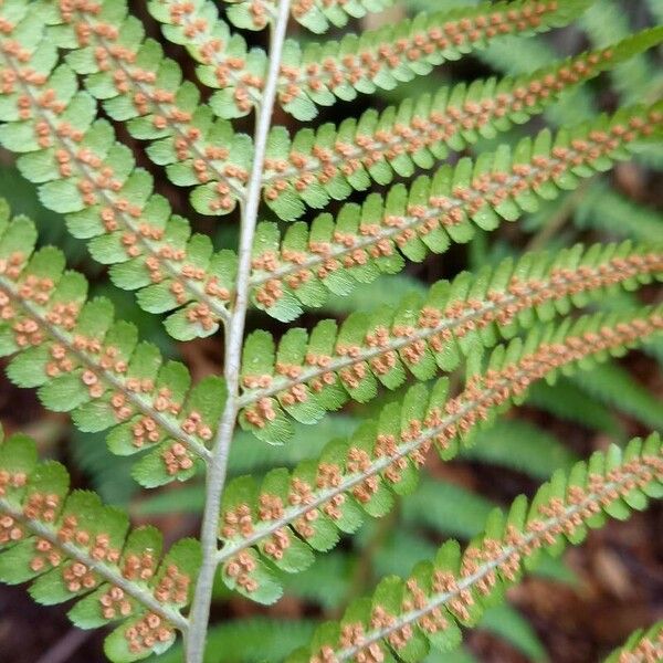 Dryopteris filix-mas Fruto