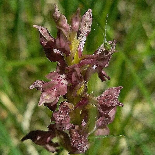 Anacamptis coriophora Õis