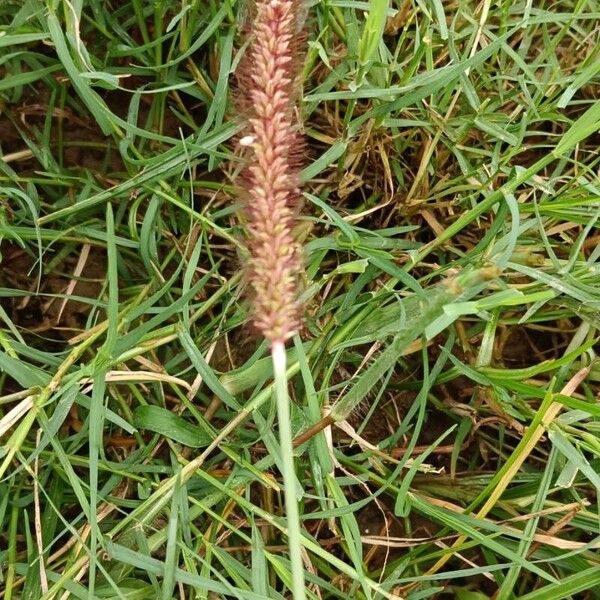 Setaria parviflora Flower