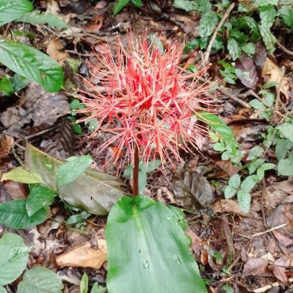 Scadoxus multiflorus Virág