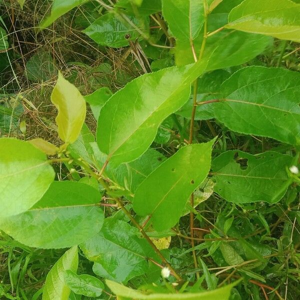 Ficus exasperata Hostoa