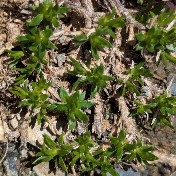 Silene acaulis Leaf