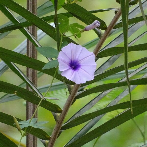 Ipomoea cairica 花