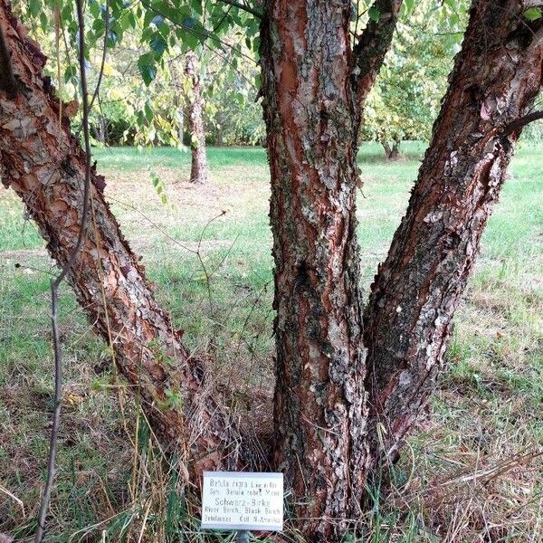 Betula nigra Žievė