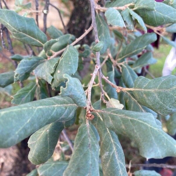 Quercus suber Leaf