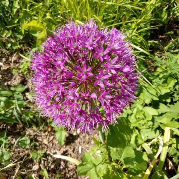 Allium ampeloprasum Цвят