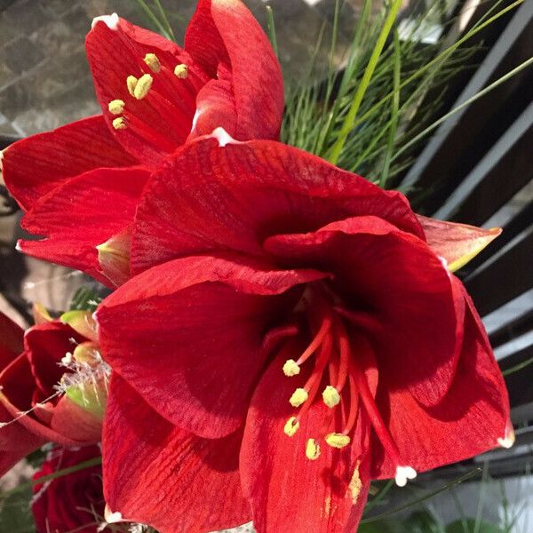 Hippeastrum reginae ফুল