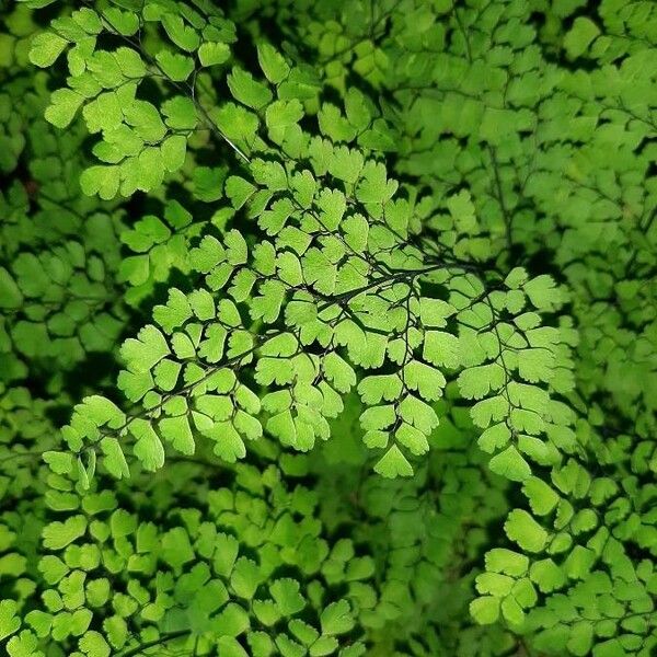 Adiantum capillus-veneris Deilen