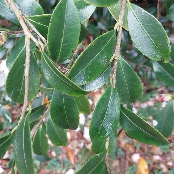Camellia sasanqua Leaf