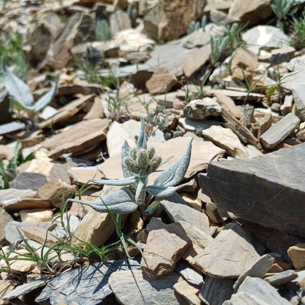 Saussurea alpina Floare