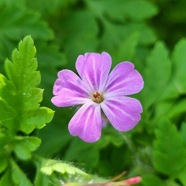 Geranium purpureum Žiedas