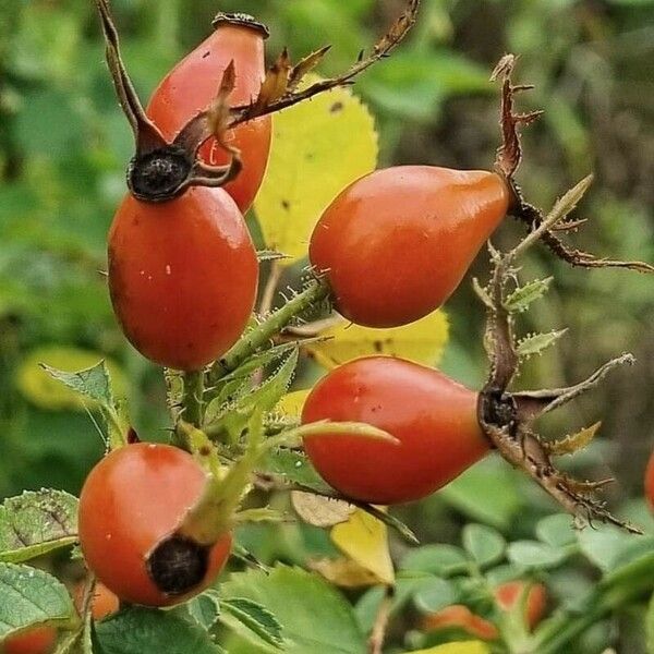 Rosa rubiginosa Gyümölcs