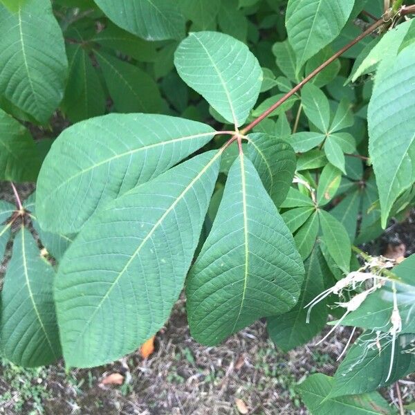 Aesculus parviflora Leaf