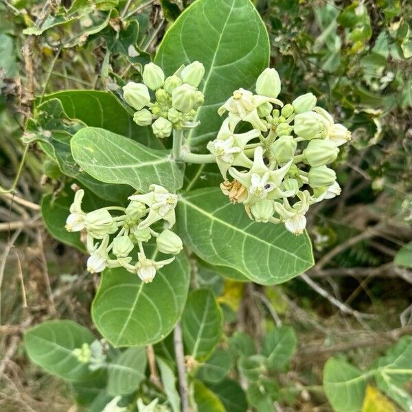 Calotropis gigantea പുഷ്പം