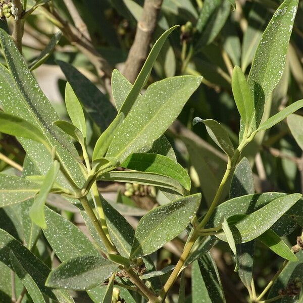 Avicennia germinans Folla