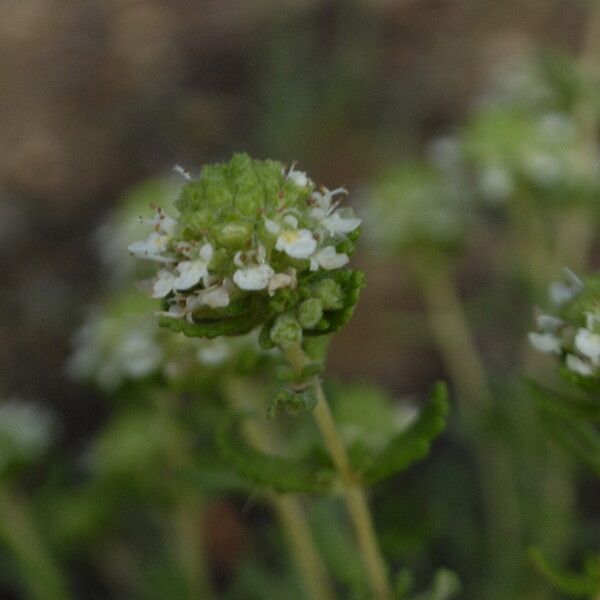 Teucrium expassum Flor