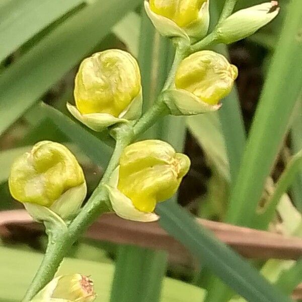 Gladiolus dalenii Frukt