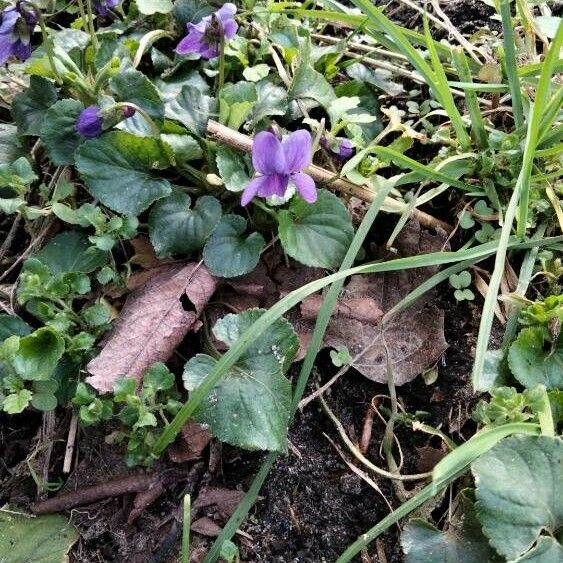 Viola odorata Flower