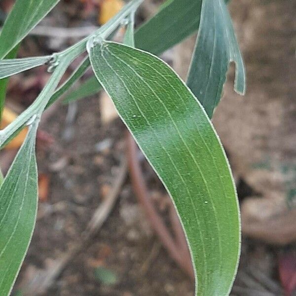 Acacia melanoxylon Feuille