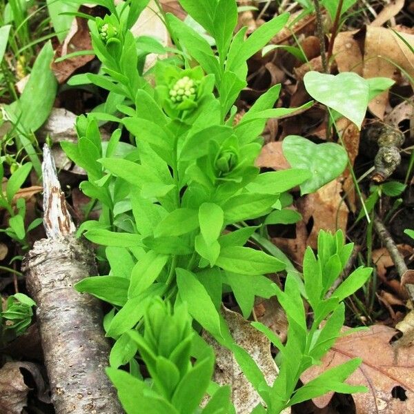 Comandra umbellata Habitus