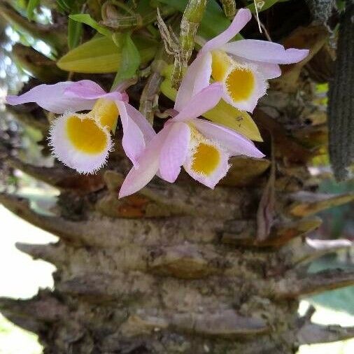 Dendrobium loddigesii Flower