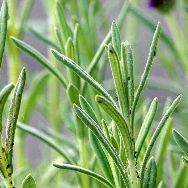 Lavandula stoechas Deilen