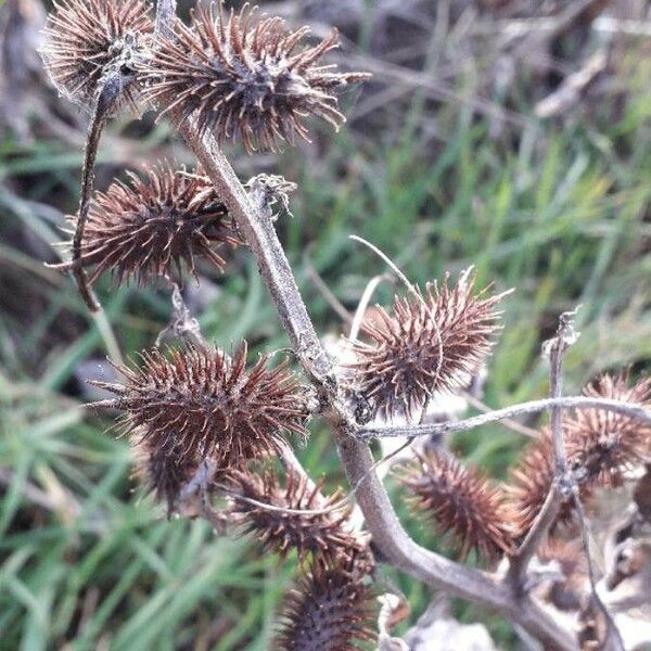 Xanthium strumarium Fruit