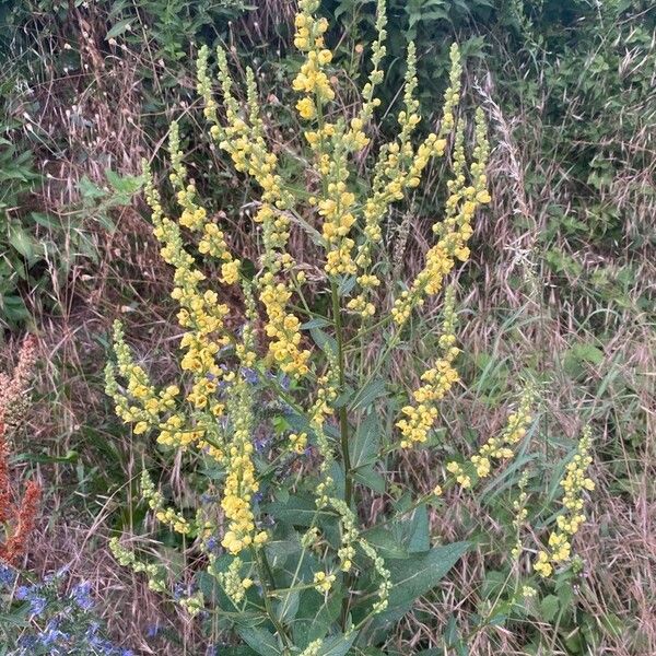 Verbascum nigrum Kukka