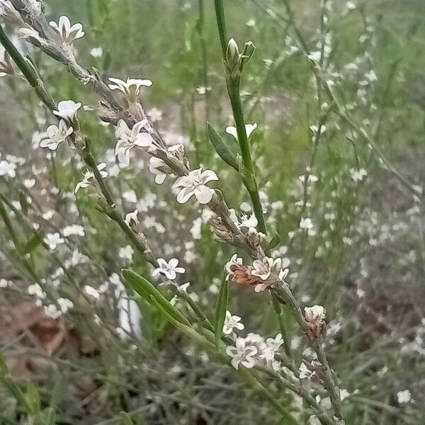 Polygonum equisetiforme ফুল