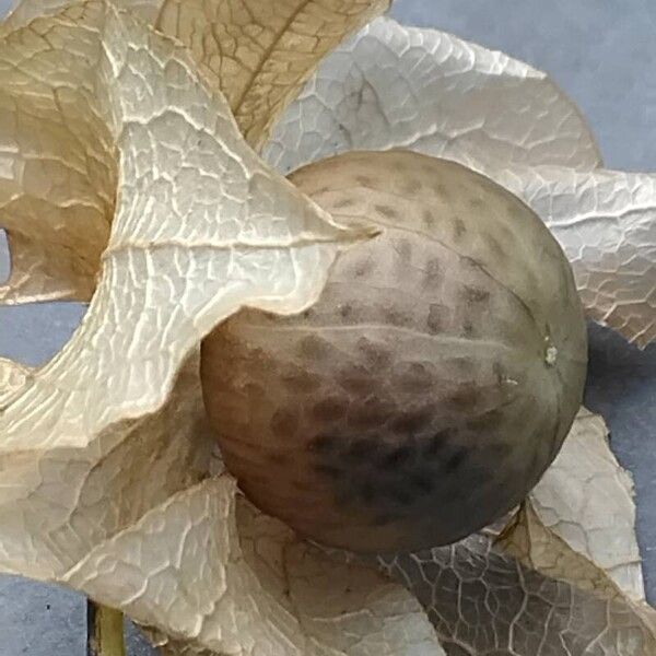 Nicandra physalodes Fruitua