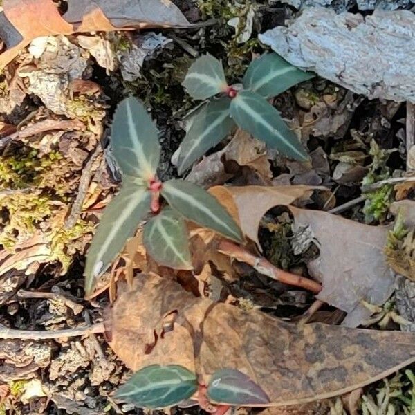 Chimaphila maculata Leaf