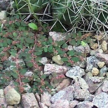 Euphorbia maculata बार्क (छाल)