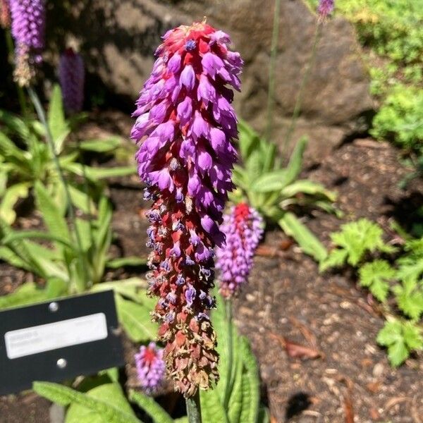 Primula vialii Blüte