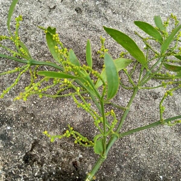 Phoradendron quadrangulare Folha