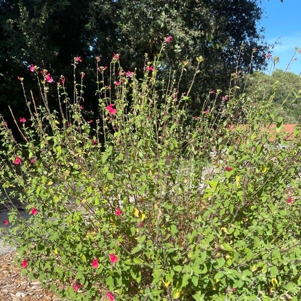 Salvia microphylla Flors