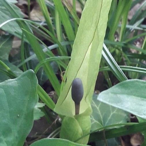 Arum italicum പുഷ്പം