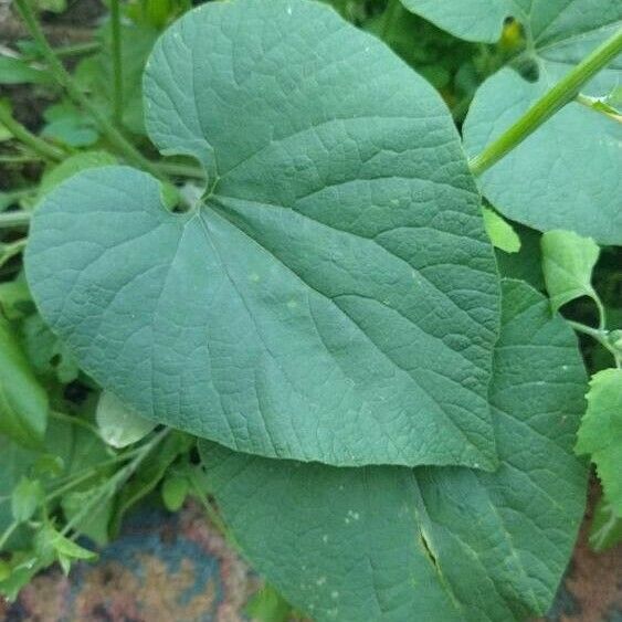 Thladiantha dubia Leaf