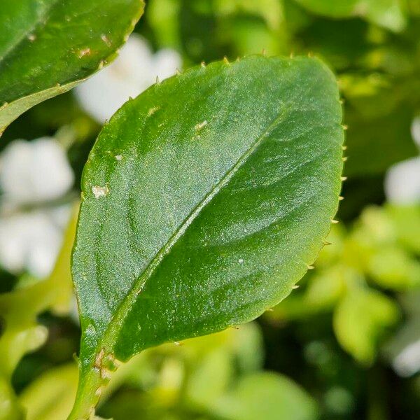 Impatiens walleriana Leaf