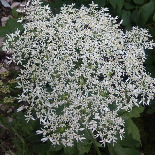 Heracleum sphondylium Flors