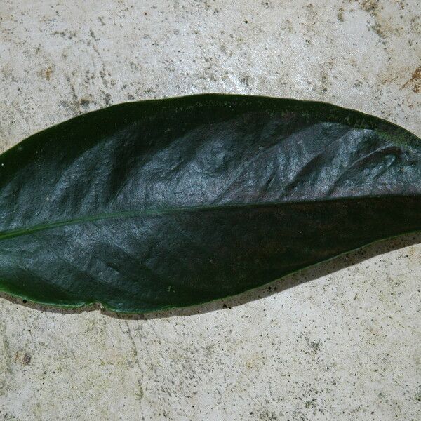 Syzygium malaccense Blad