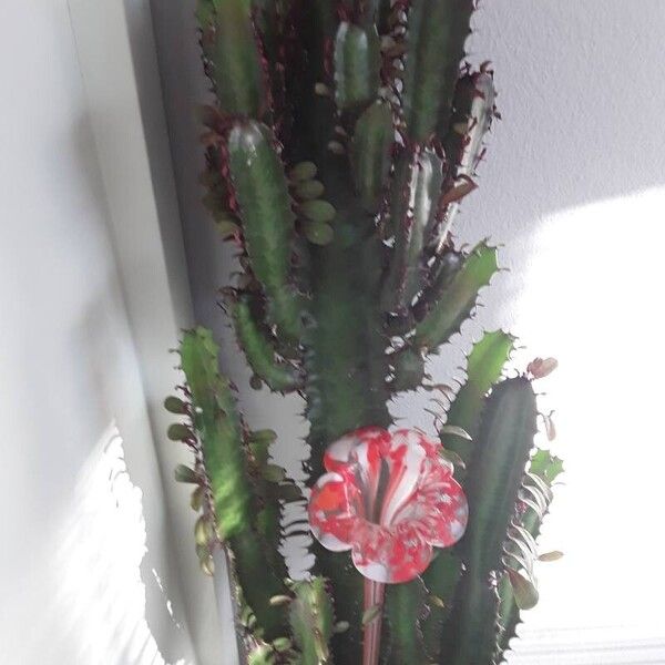 Euphorbia trigona Flower