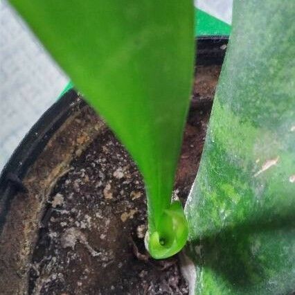 Sansevieria masoniana 葉