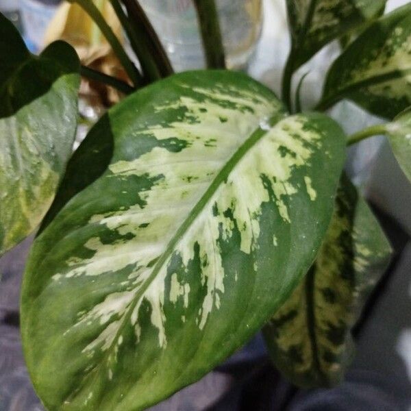 Dieffenbachia seguine Leaf